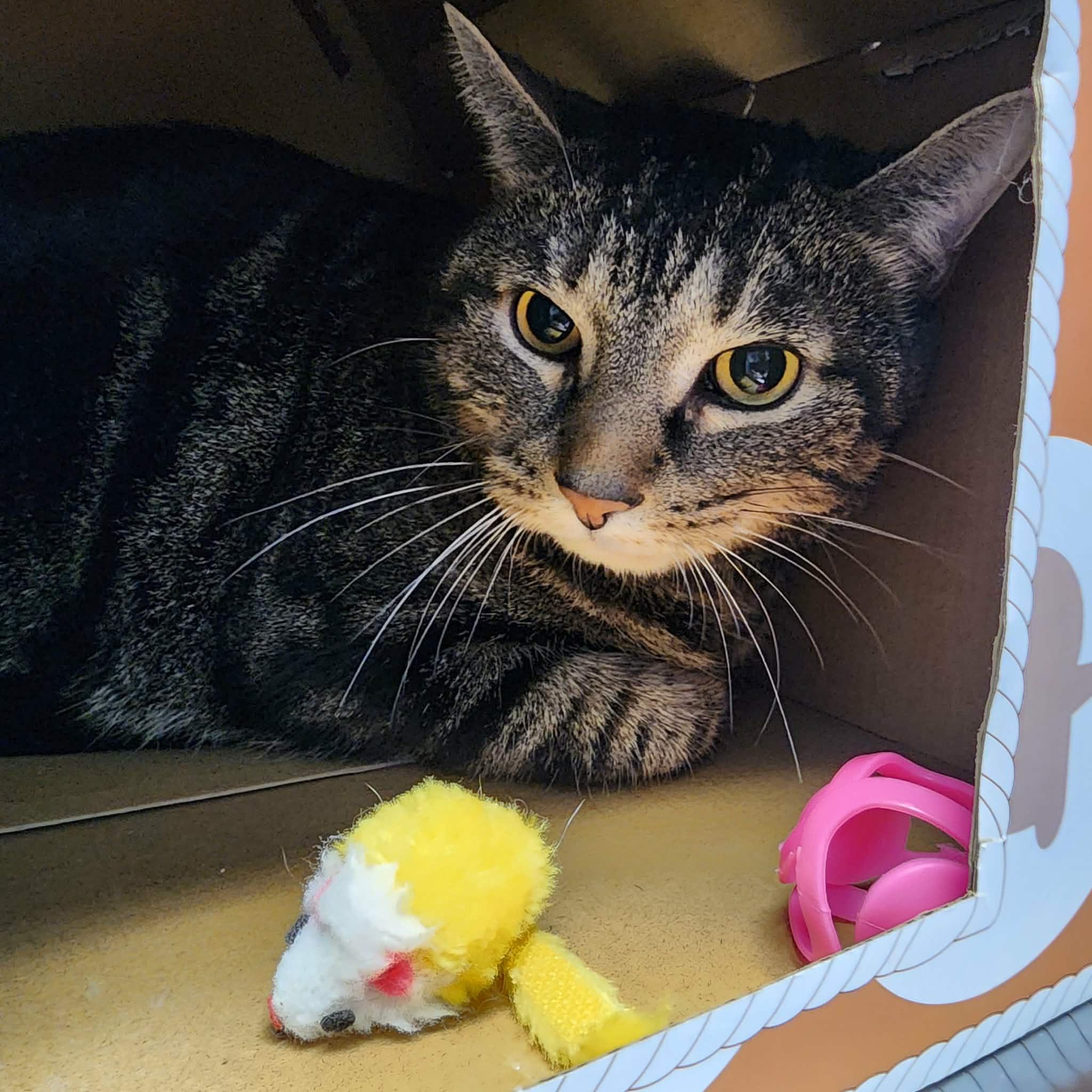 Enlarge GYRO, a ADOPTABLE Domestic Short Hair in Manassas, VA image 2/3