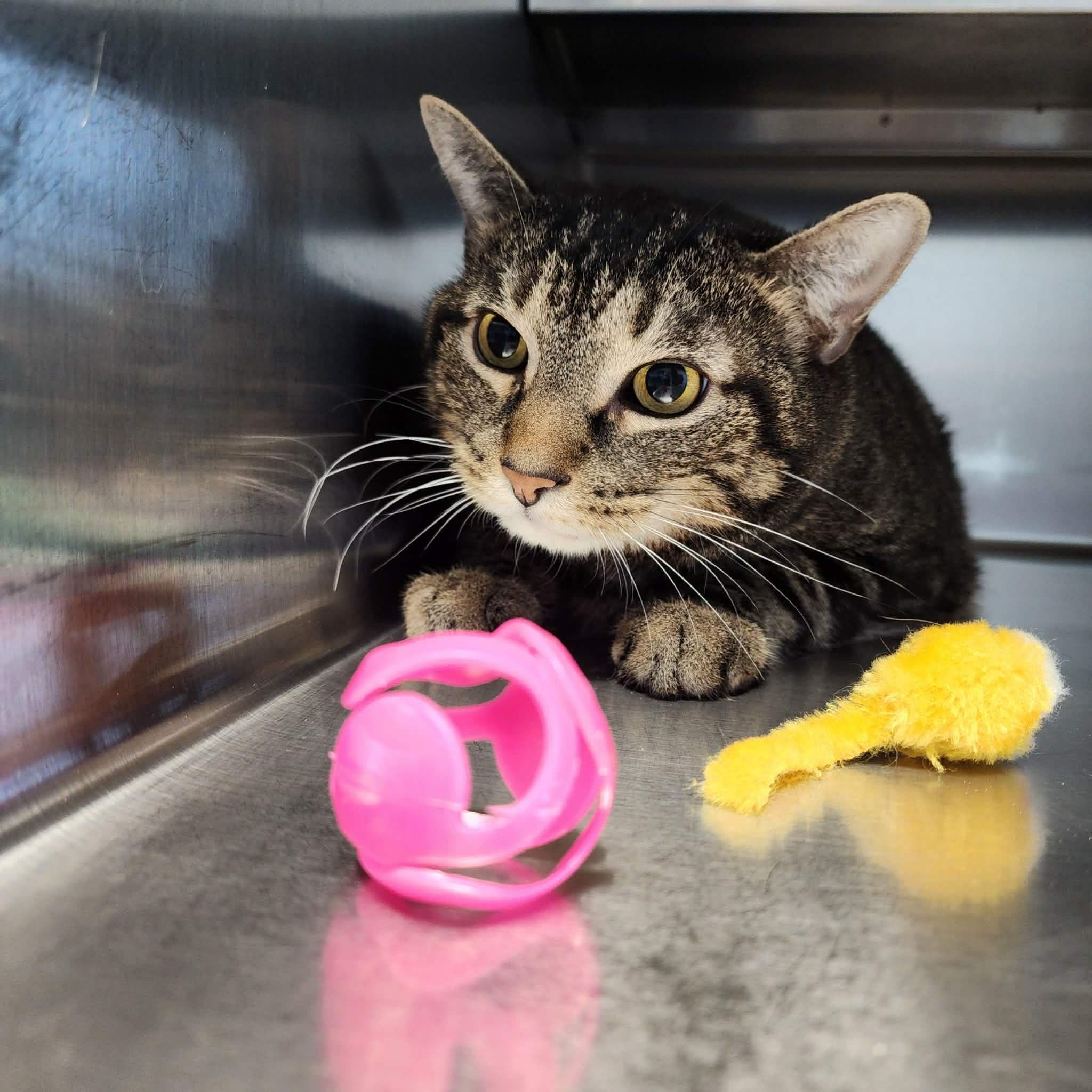 Enlarge GYRO, a ADOPTABLE Domestic Short Hair in Manassas, VA image 3/3