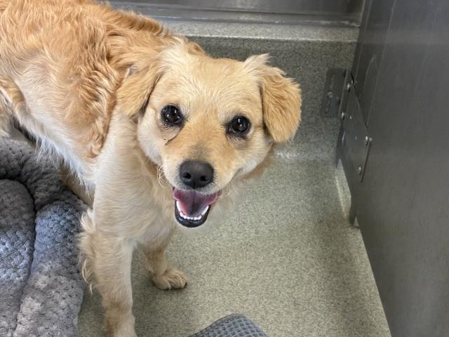 Enlarge ROMEO, a Adoptable mixed breed in San Martin, CA image 1/1