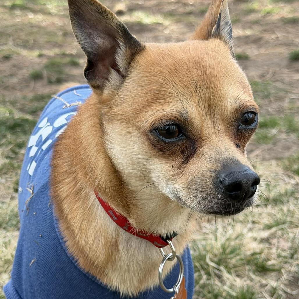 Rocky, Adoptable, Young Male Chihuahua & Mixed Breed.