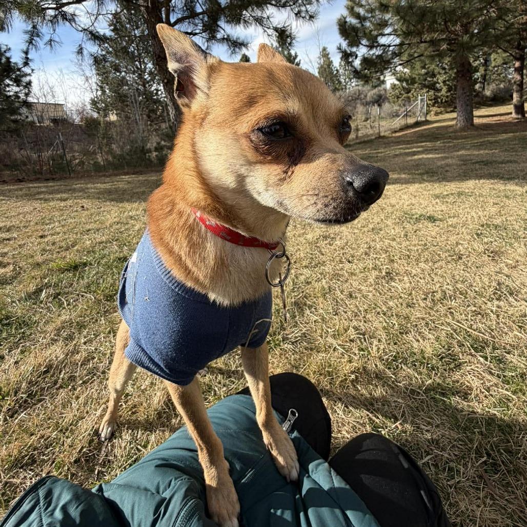 Enlarge Rocky, a Adoptable mixed breed in Bend, OR image 2/6