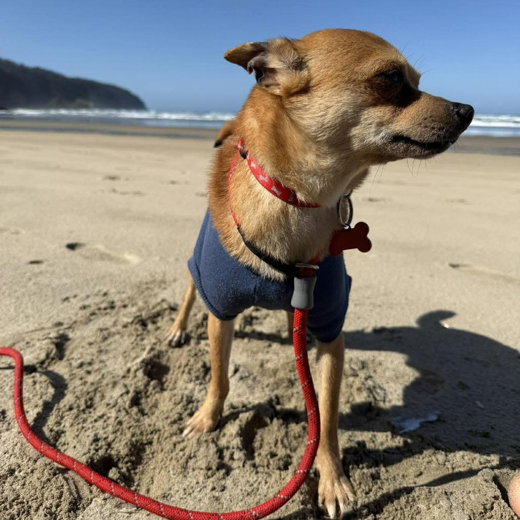 Enlarge Rocky, a Adoptable mixed breed in Bend, OR image 3/6