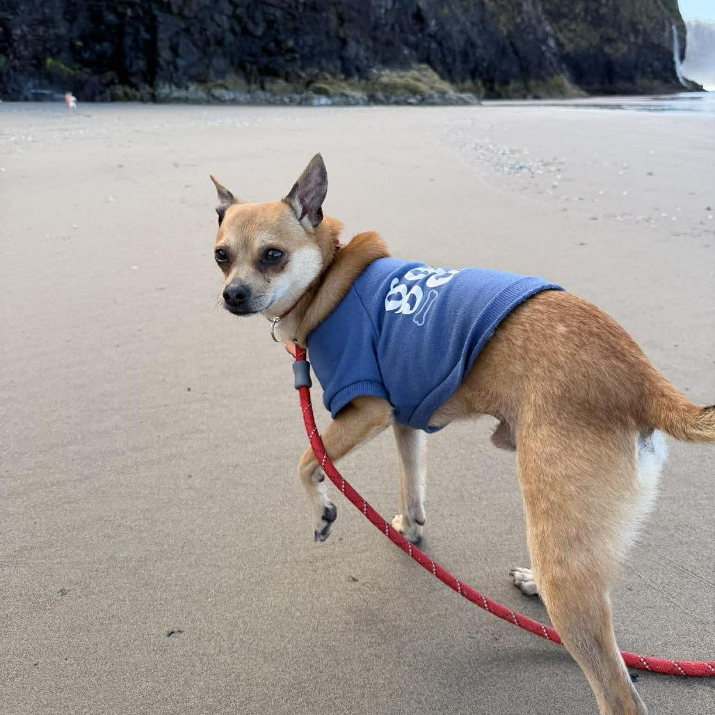 Enlarge Rocky, a Adoptable mixed breed in Bend, OR image 4/6