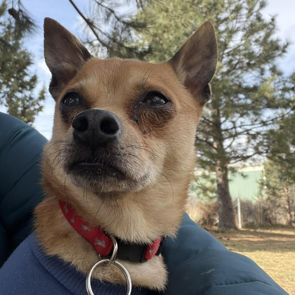 Enlarge Rocky, a Adoptable mixed breed in Bend, OR image 5/6