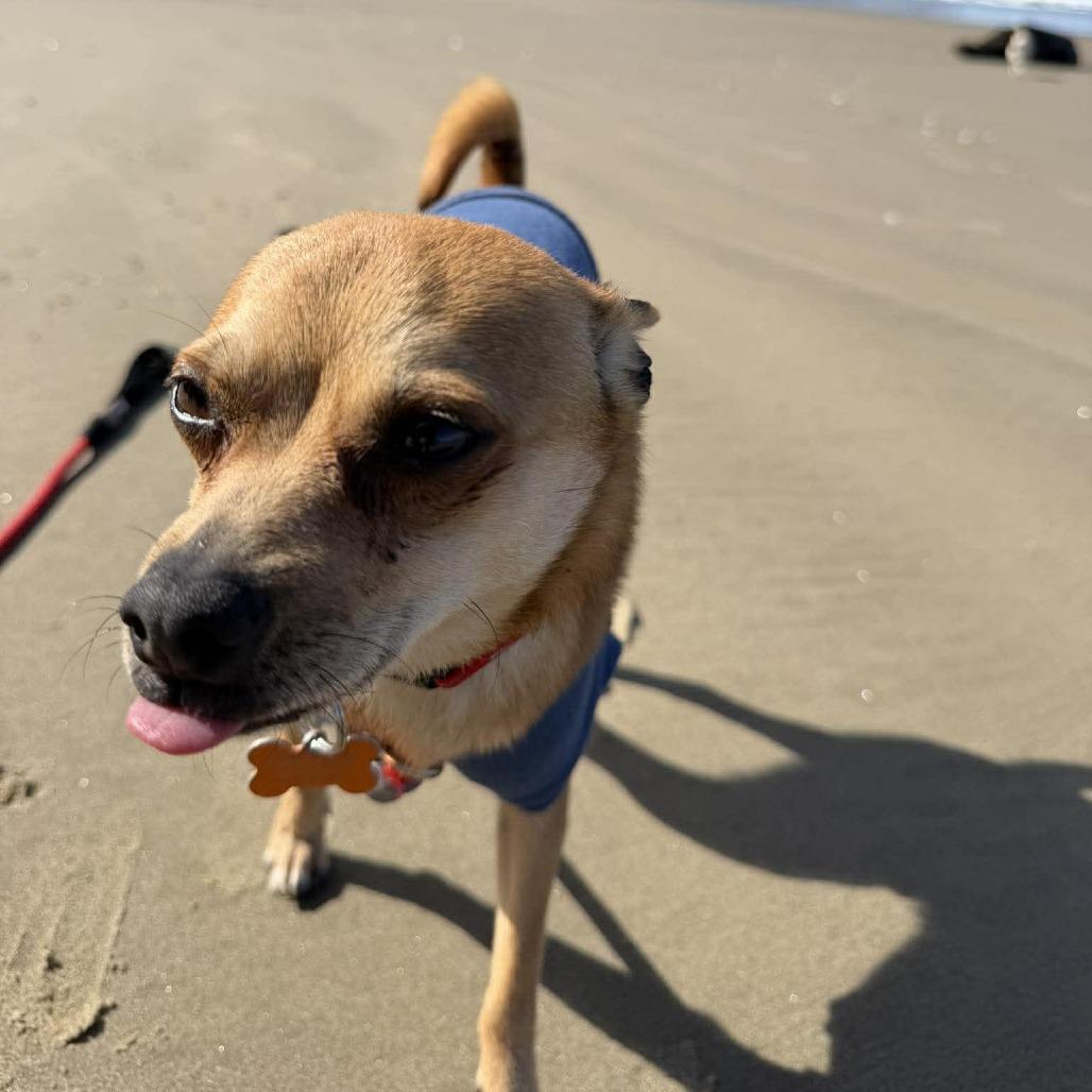 Enlarge Rocky, a Adoptable mixed breed in Bend, OR image 6/6