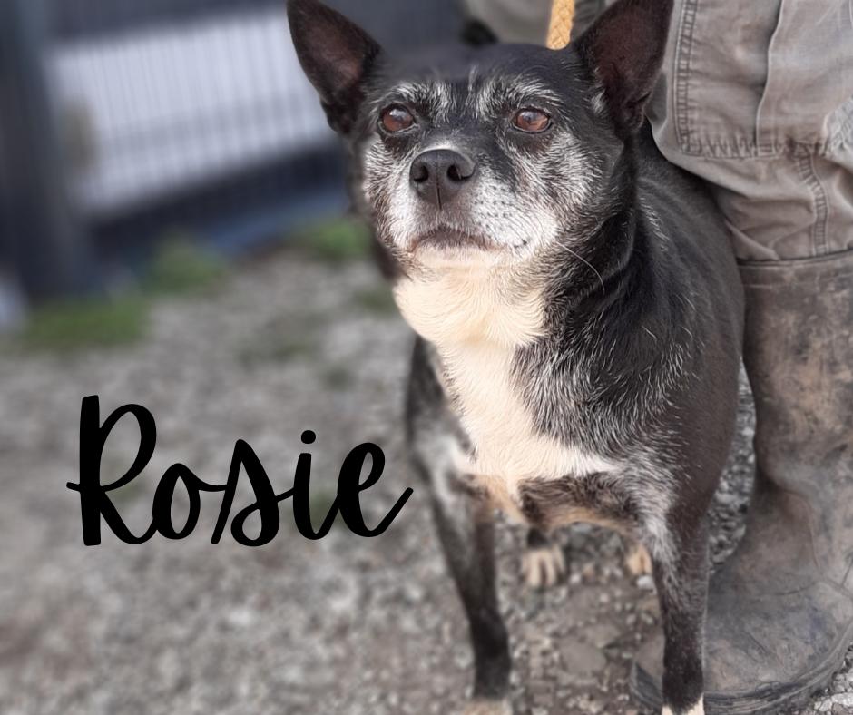 Rosie