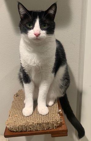 Jake, a Adoptable Domestic Short Hair in Seal Beach, CA image 1/3