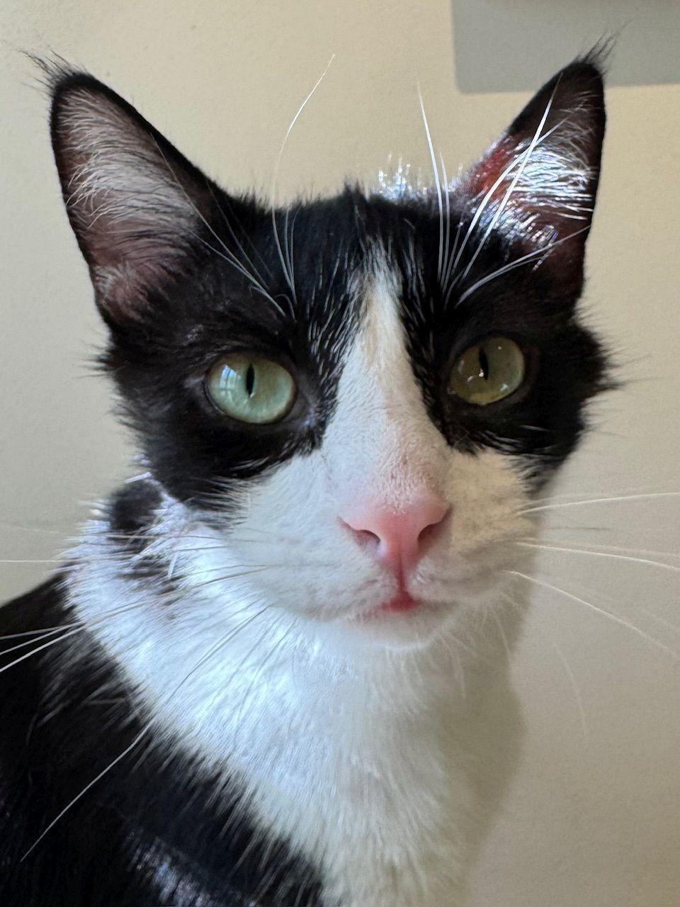Enlarge Jake, a Adoptable Domestic Short Hair in Seal Beach, CA image 1/3