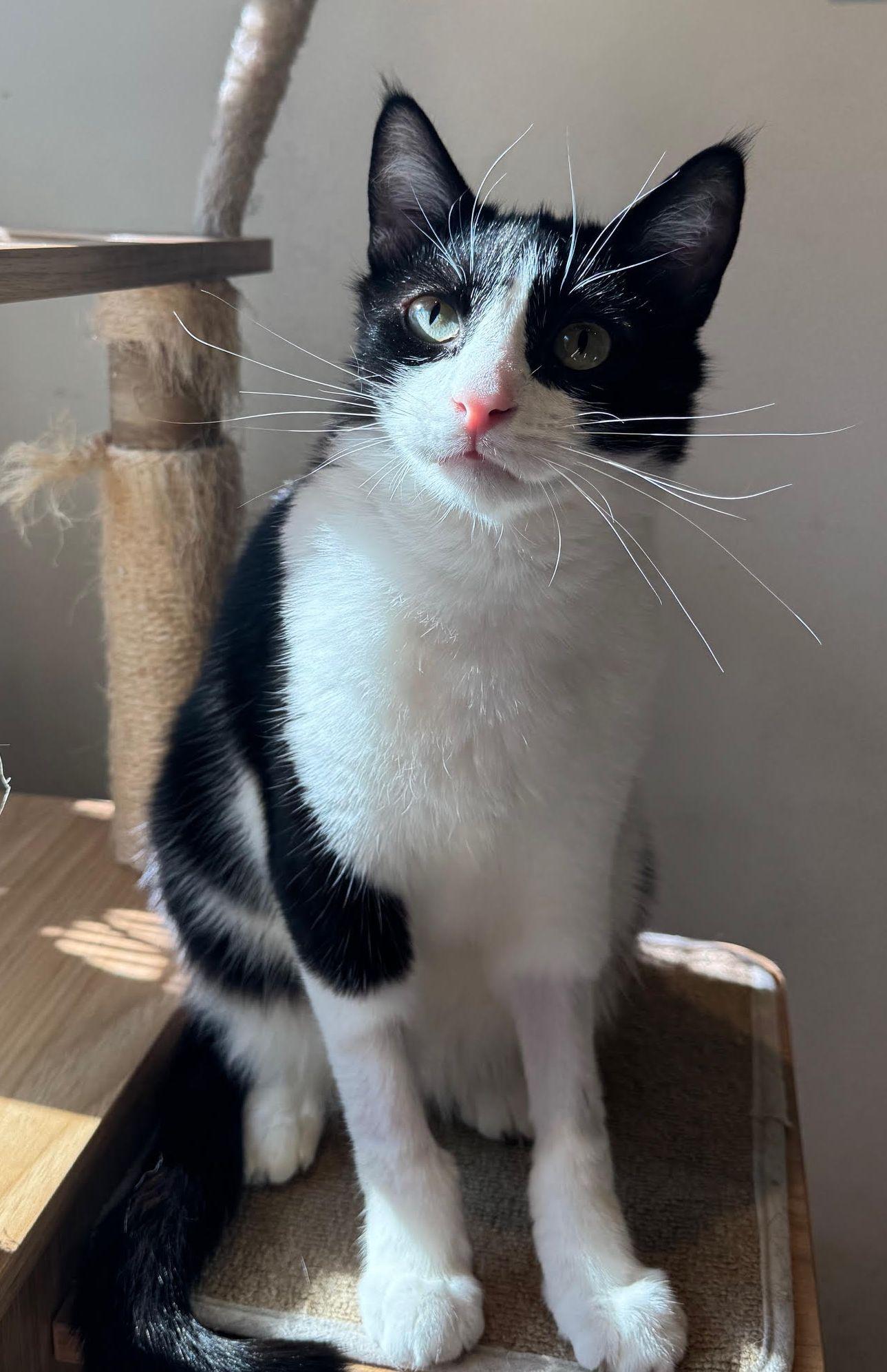 Enlarge Jake, a Adoptable Domestic Short Hair in Seal Beach, CA image 3/3