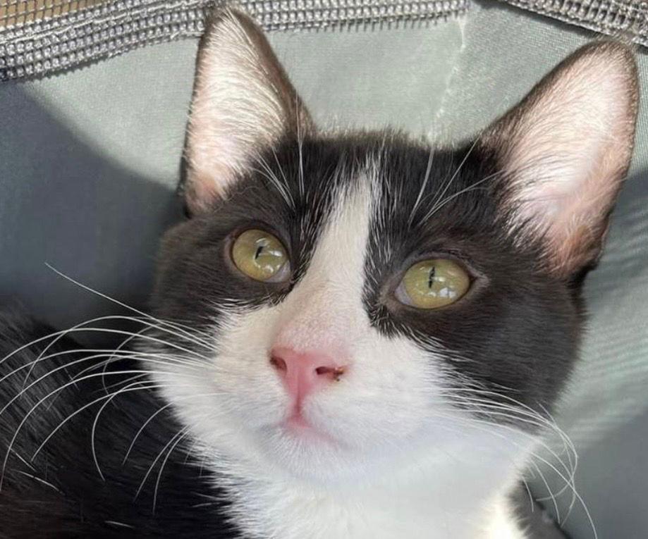 Jake, a Adoptable Domestic Short Hair in Seal Beach, CA image 2/3