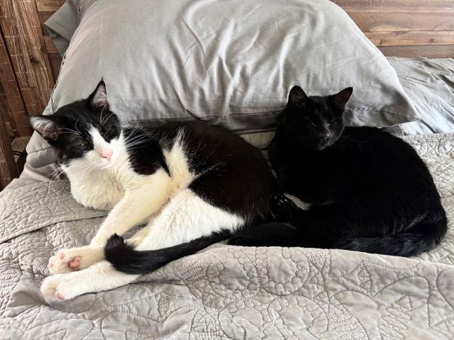 Jake, a Adoptable Domestic Short Hair in Seal Beach, CA image 3/3