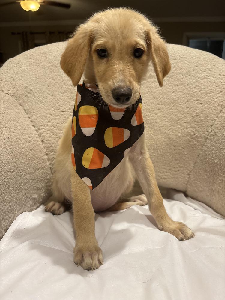 Enlarge Maple, a Adoptable mixed breed in Commerce City, CO image 1/6