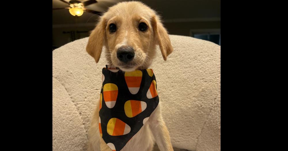 Enlarge Maple, a Adoptable mixed breed in Commerce City, CO image 5/6