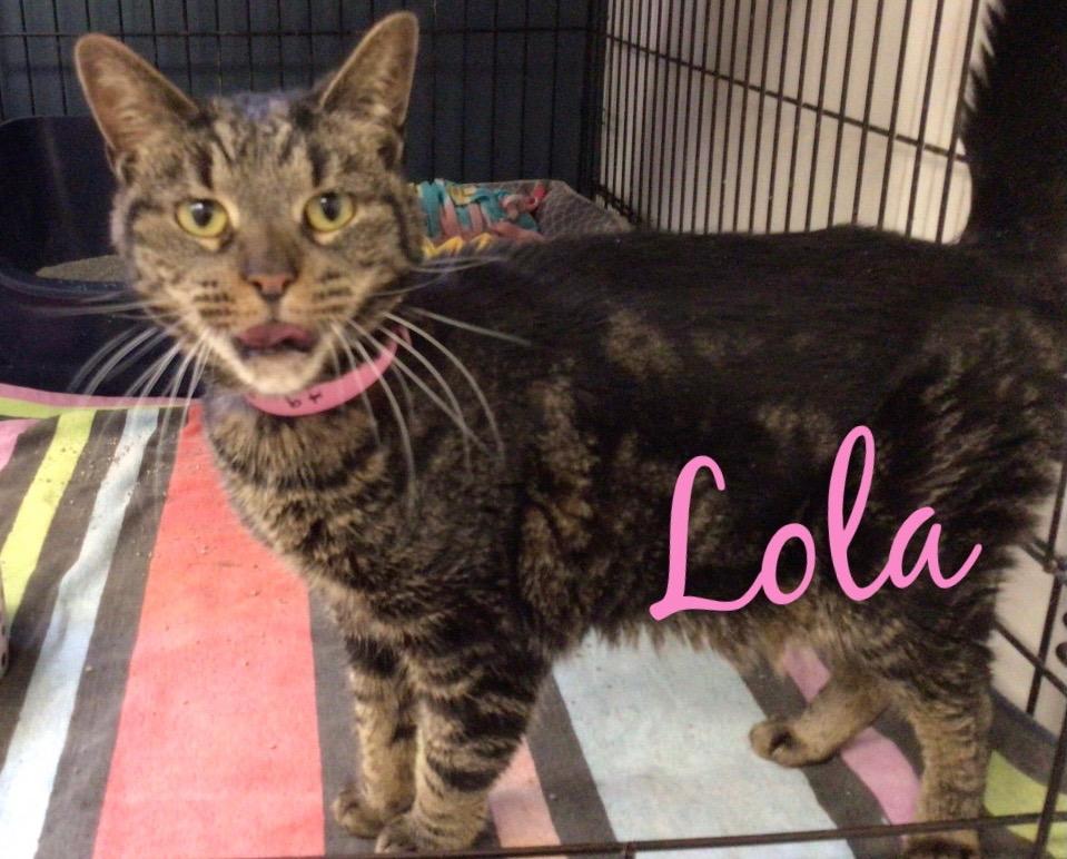 LOLA, Adoptable, Senior Female Domestic Short Hair.