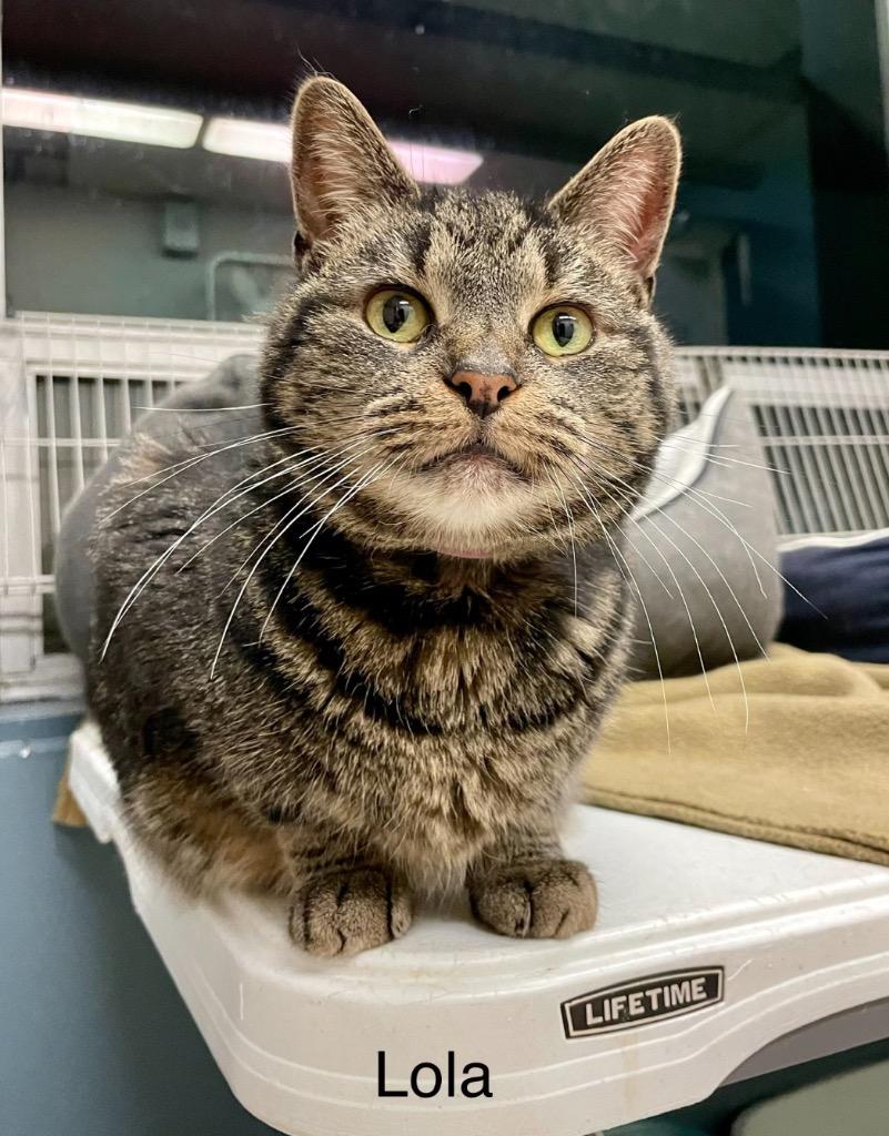 Enlarge LOLA, a Adoptable mixed breed in Muskegon, MI image 1/6