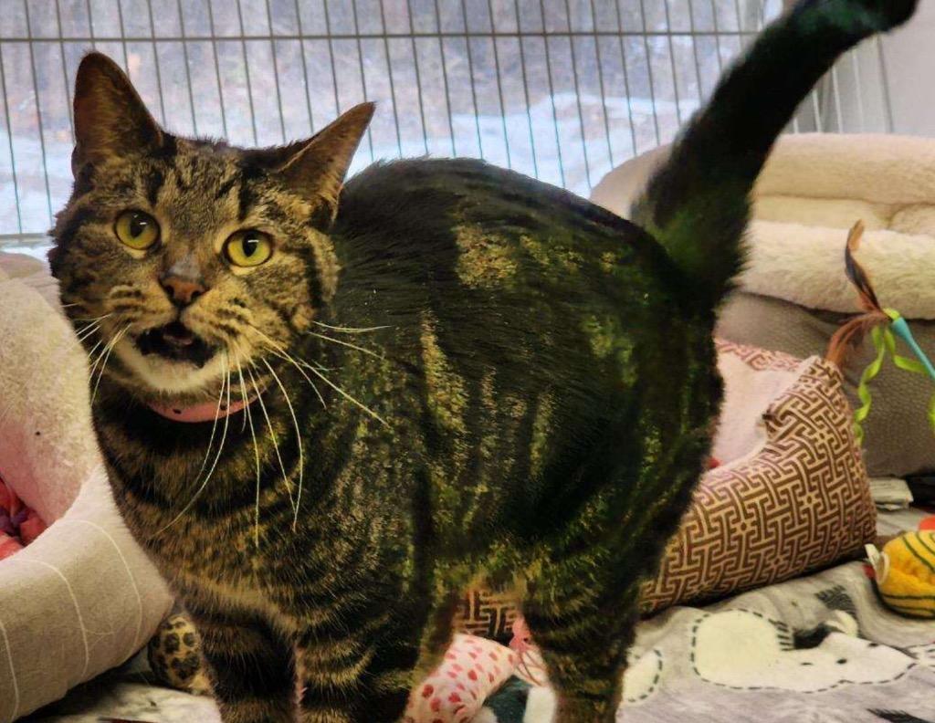 LOLA — thumbnail 2