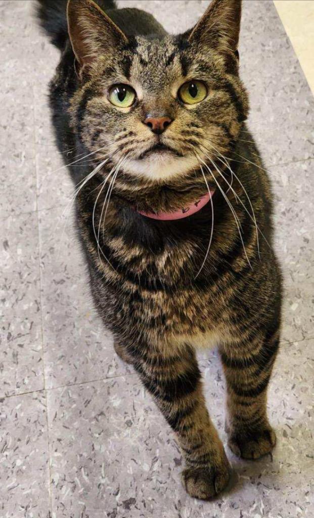 Enlarge LOLA, a Adoptable mixed breed in Muskegon, MI image 3/6