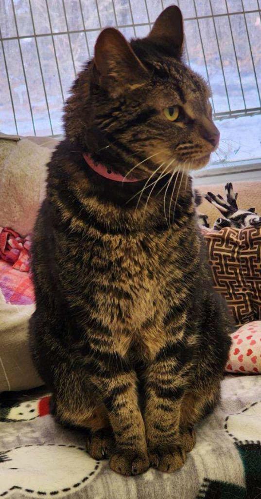 Enlarge LOLA, a Adoptable mixed breed in Muskegon, MI image 5/6