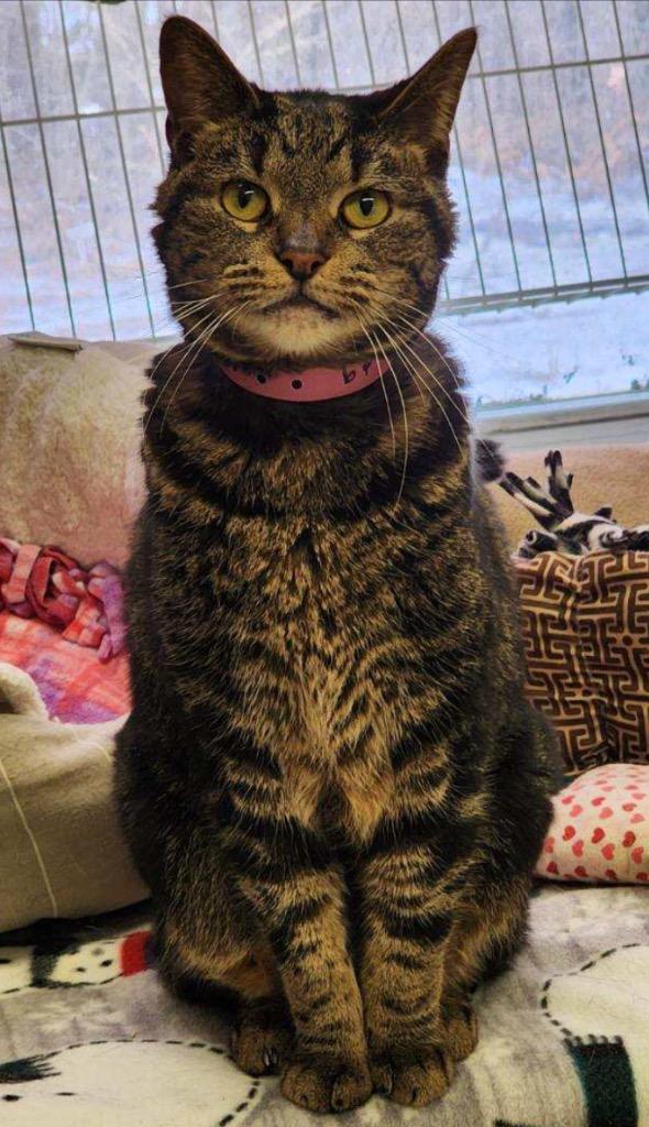 Enlarge LOLA, a Adoptable mixed breed in Muskegon, MI image 6/6