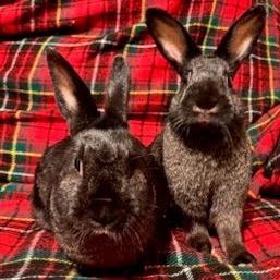 Enlarge Oddy, a Adoptable Lionhead in Napa, CA image 1/3