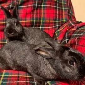 Enlarge Oddy, a Adoptable Lionhead in Napa, CA image 2/3