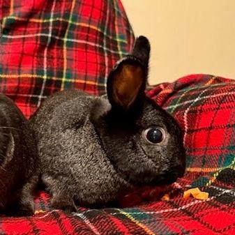 Enlarge Oddy, a Adoptable Lionhead in Napa, CA image 3/3
