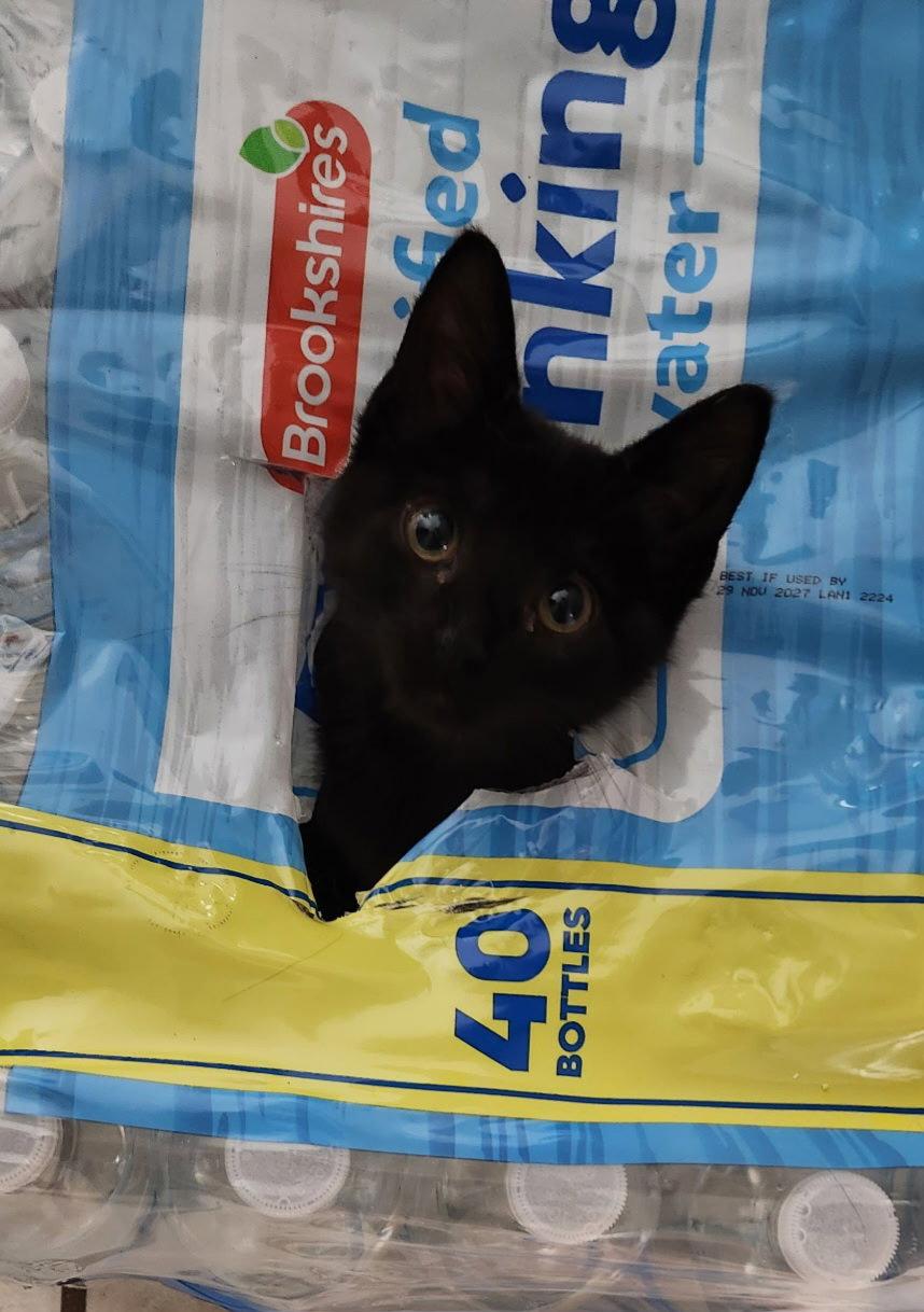 Enlarge Hazelberry, a Adoptable Domestic Short Hair in McKinney, TX image 3/3