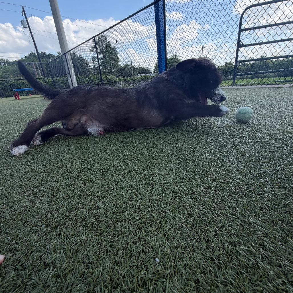 Enlarge Sono, a Adoptable mixed breed in Bryan, TX image 1/6