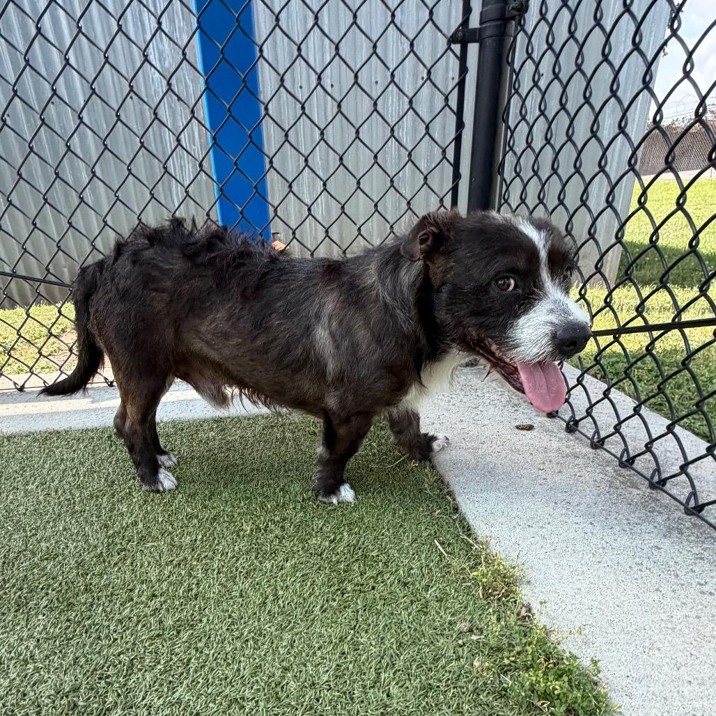 Enlarge Sono, a Adoptable mixed breed in Bryan, TX image 2/6