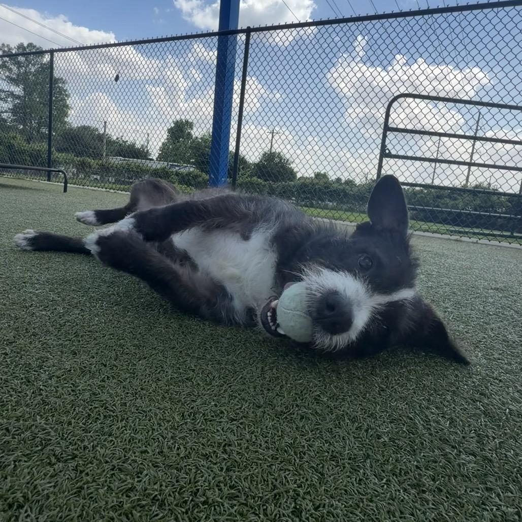 Enlarge Sono, a Adoptable mixed breed in Bryan, TX image 3/6