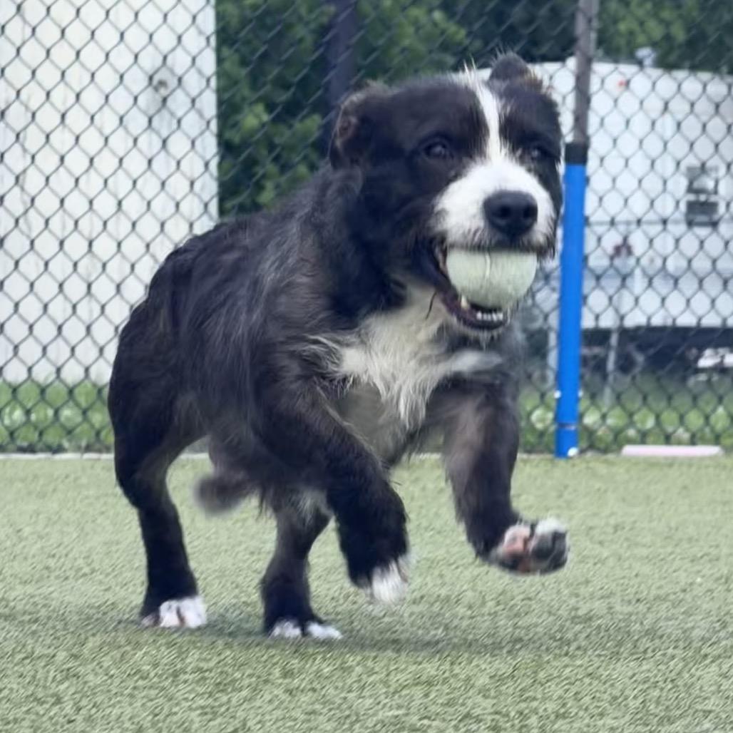 Enlarge Sono, a Adoptable mixed breed in Bryan, TX image 4/6