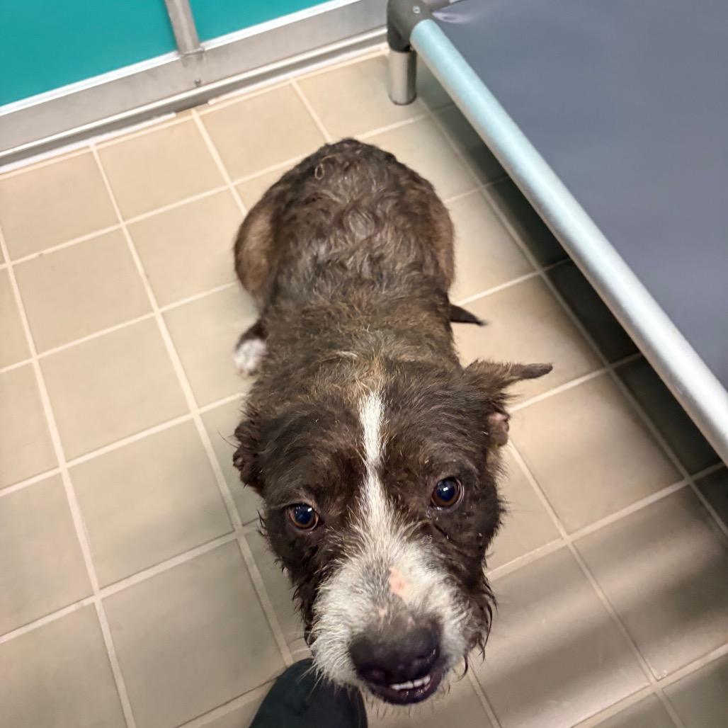 Sono, Adoptable, Adult Male Wirehaired Terrier.