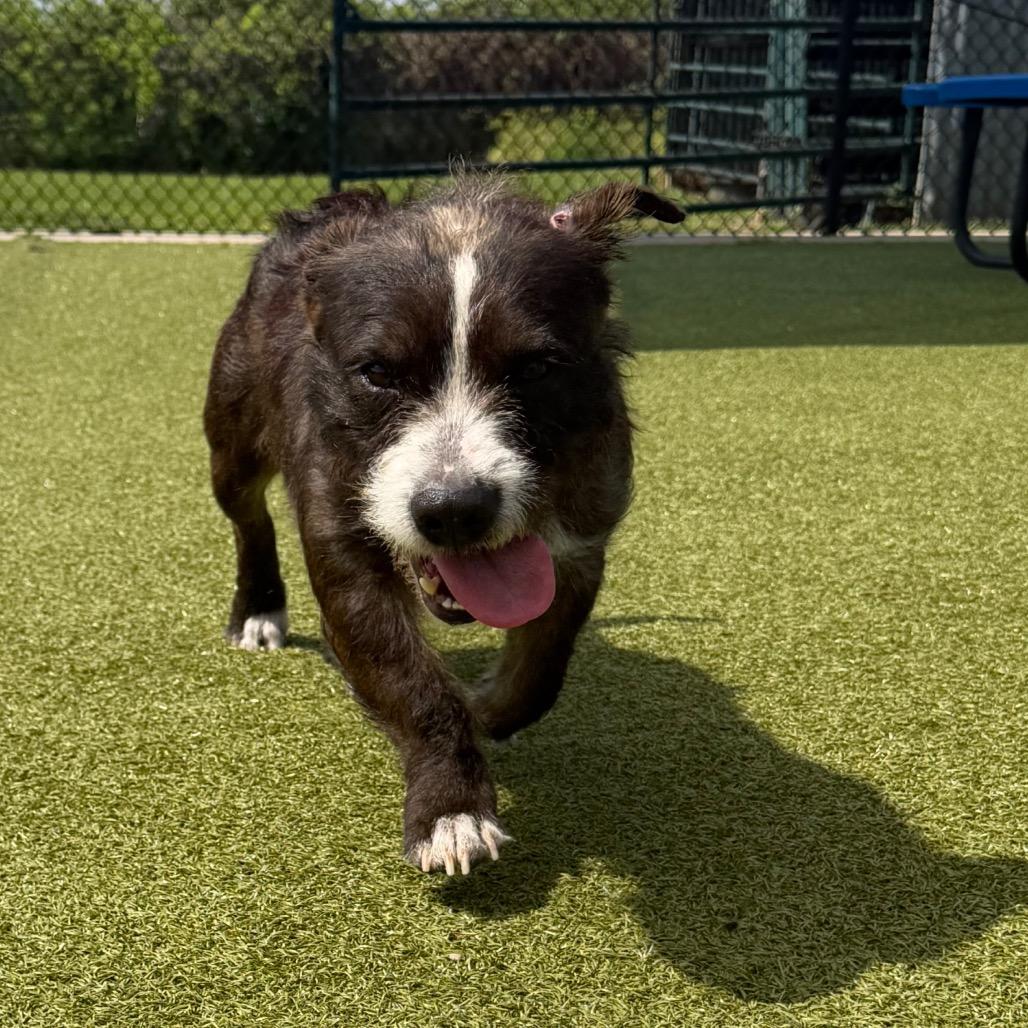 Enlarge Sono, a Adoptable mixed breed in Bryan, TX image 5/6