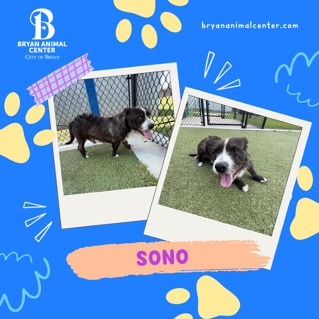 Enlarge Sono, a Adoptable mixed breed in Bryan, TX image 6/6