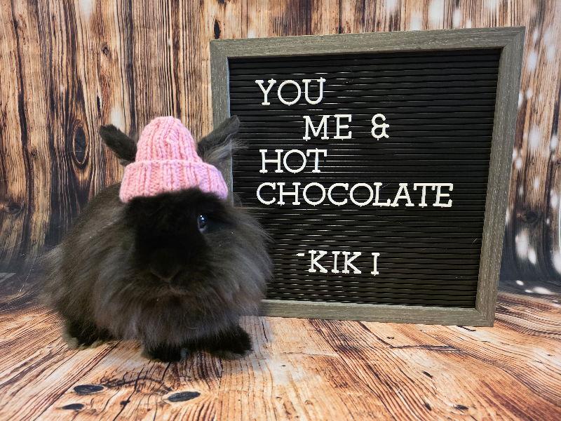 Kiki, Adoptable, Adult Female Lionhead.