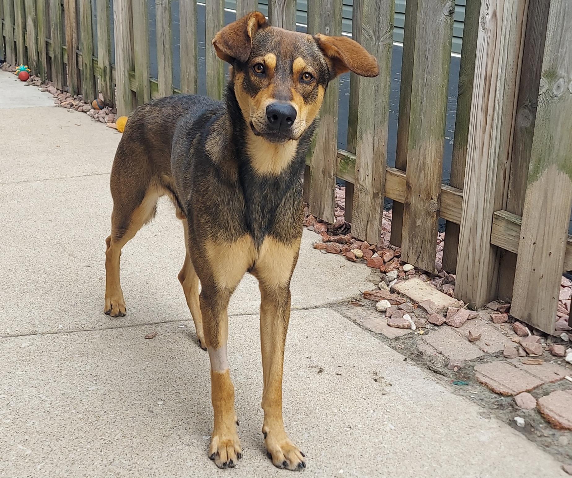 Enlarge Aries, a Adoptable mixed breed in Aurora, IL image 1/4