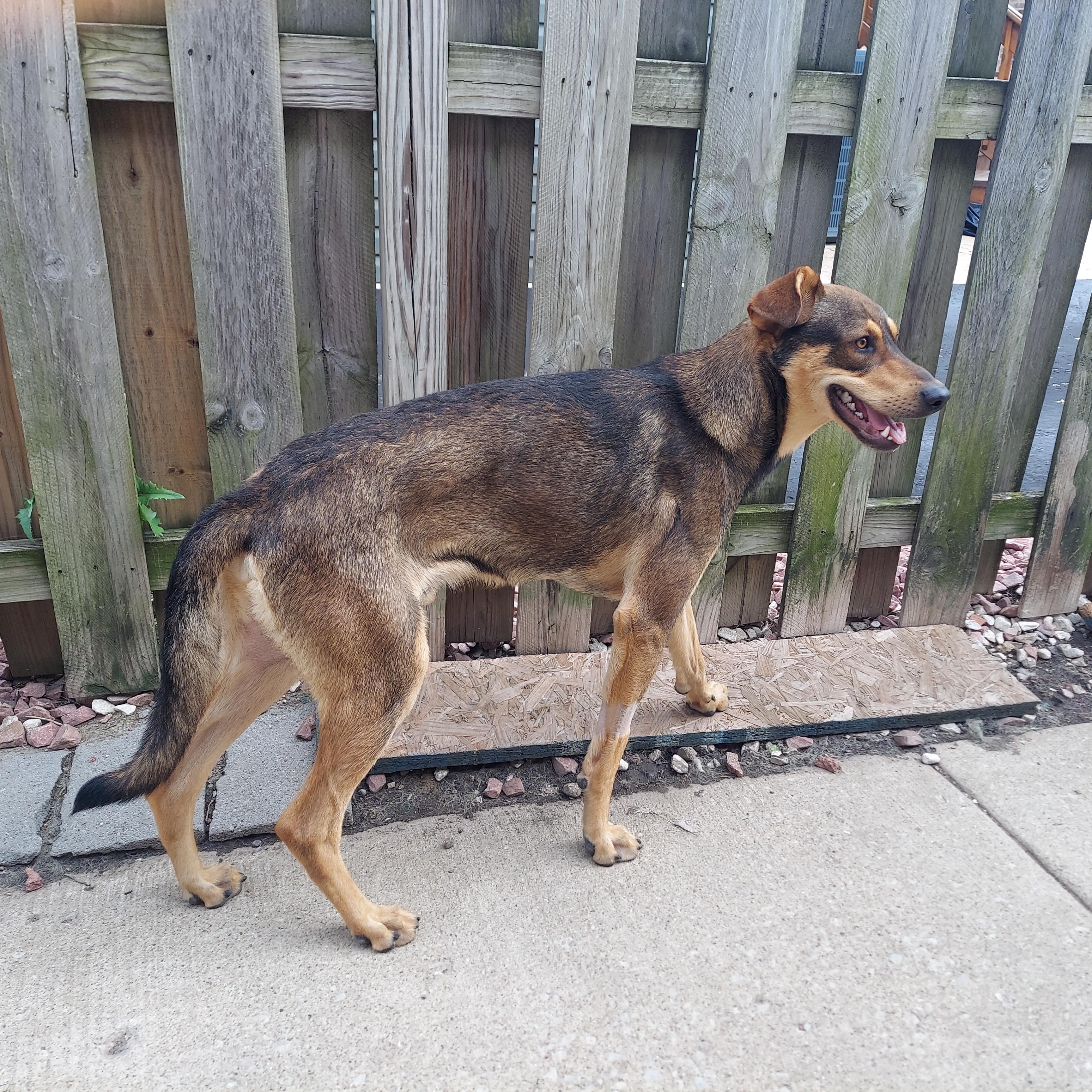 Enlarge Aries, a Adoptable mixed breed in Aurora, IL image 4/4