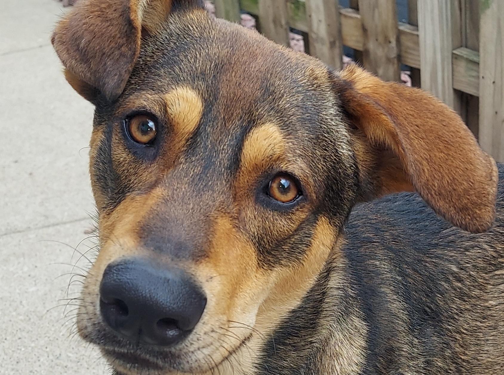 Enlarge Aries, a Adoptable mixed breed in Aurora, IL image 3/4