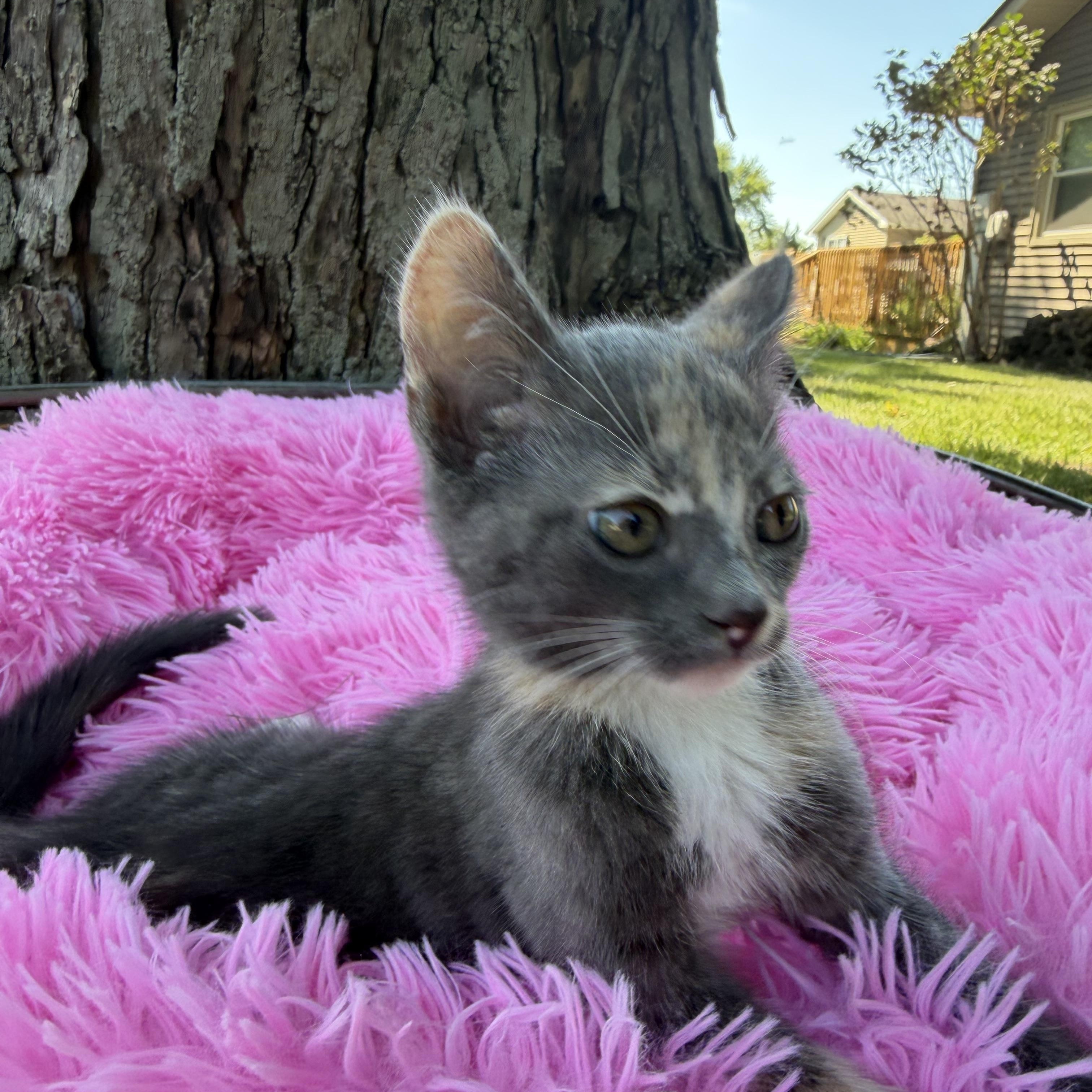 Enlarge Spicy, a Adoptable Domestic Short Hair in Crown Point, IN image 3/3