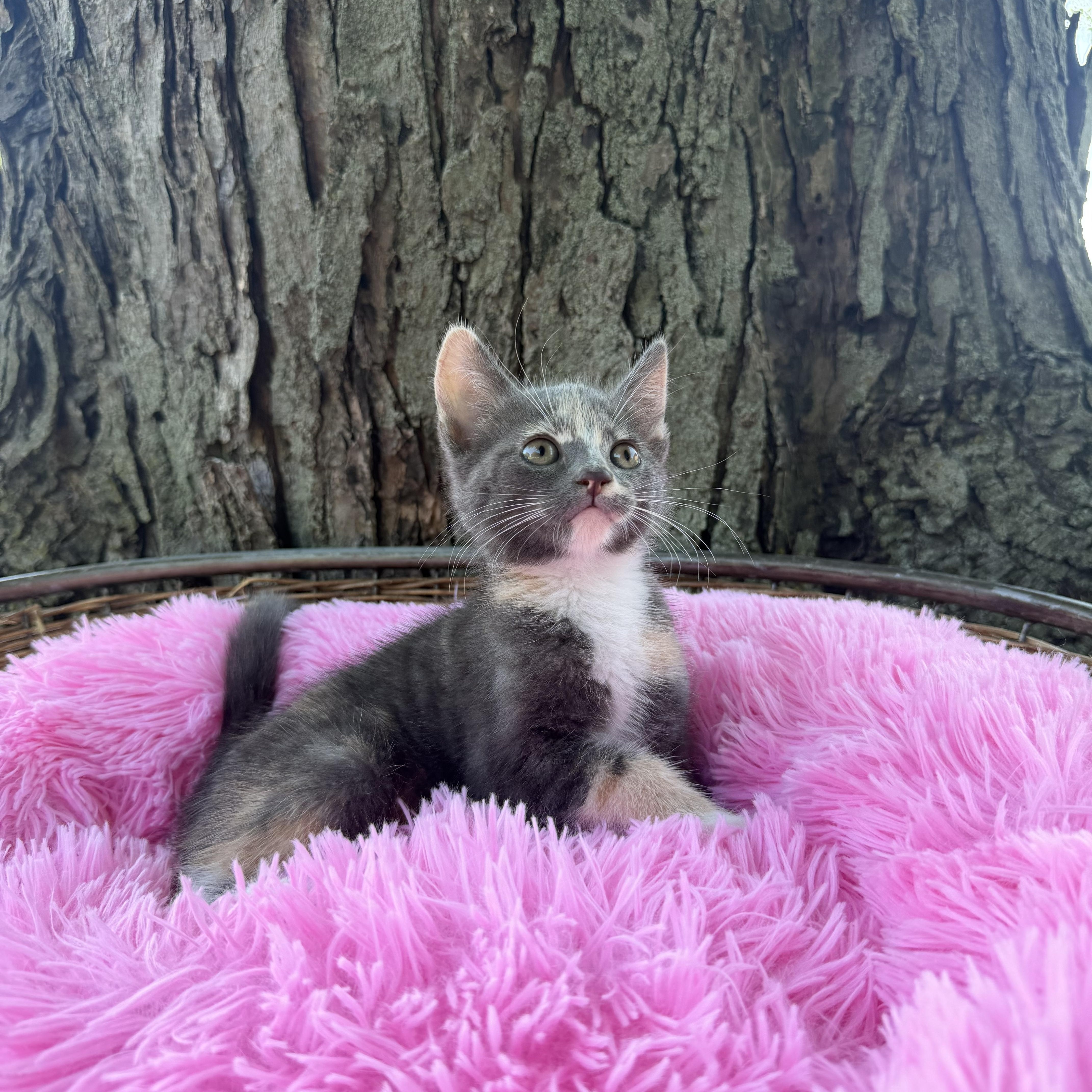 Spicy, Adoptable, Kitten Female Domestic Short Hair.