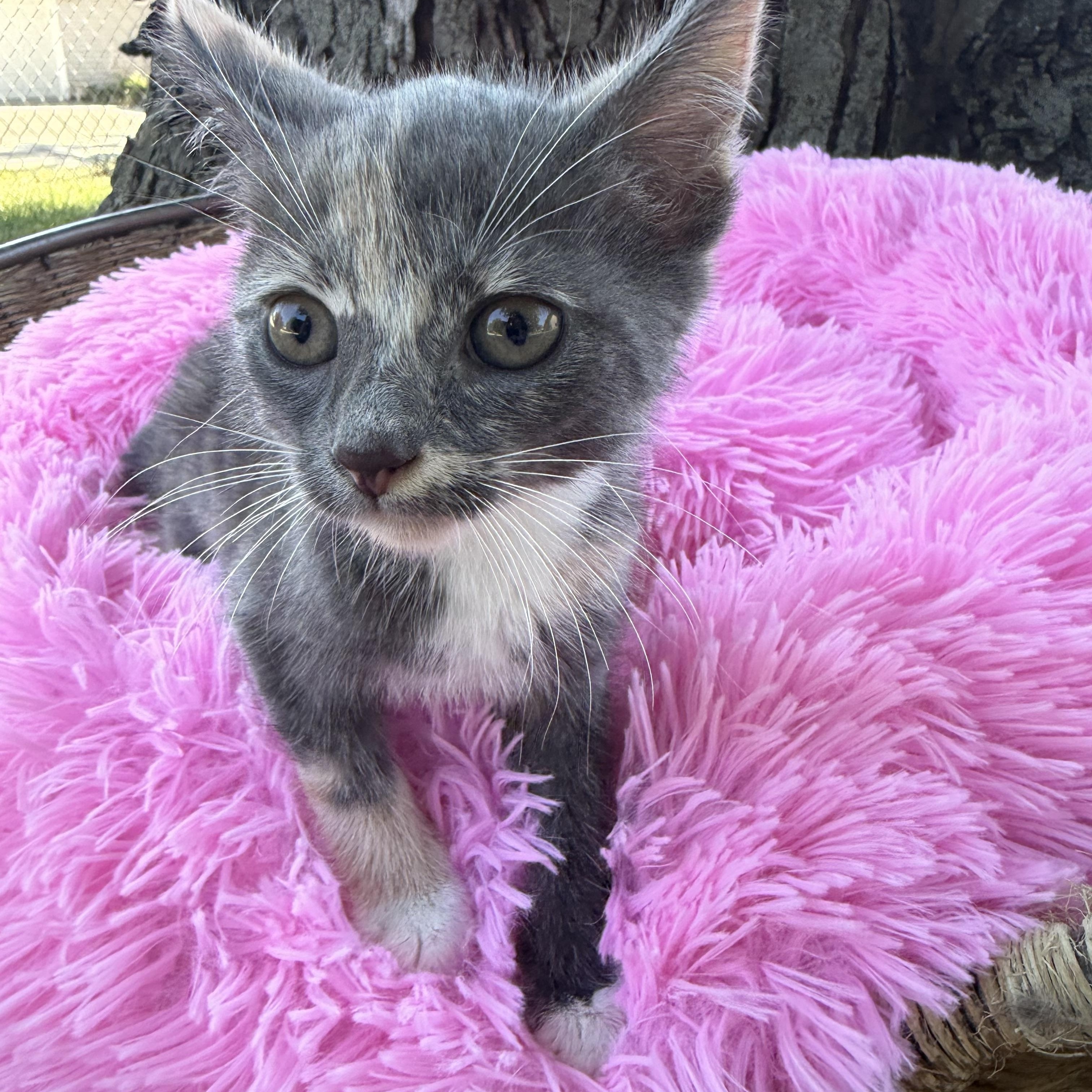 Enlarge Spicy, a Adoptable Domestic Short Hair in Crown Point, IN image 2/3