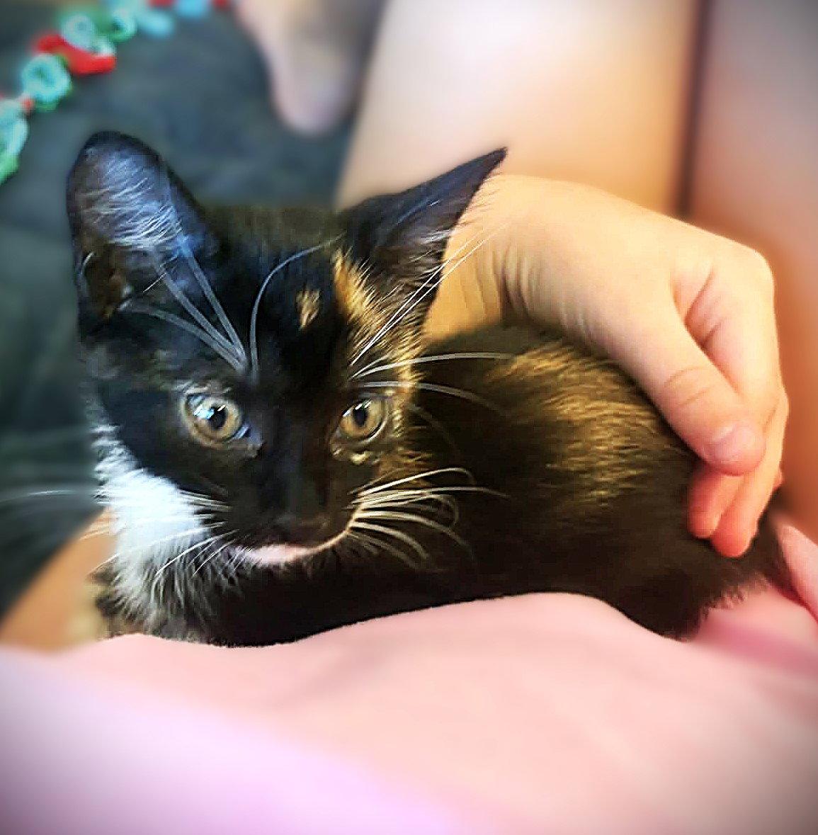 Nugget, Adopted, Kitten Female Calico.