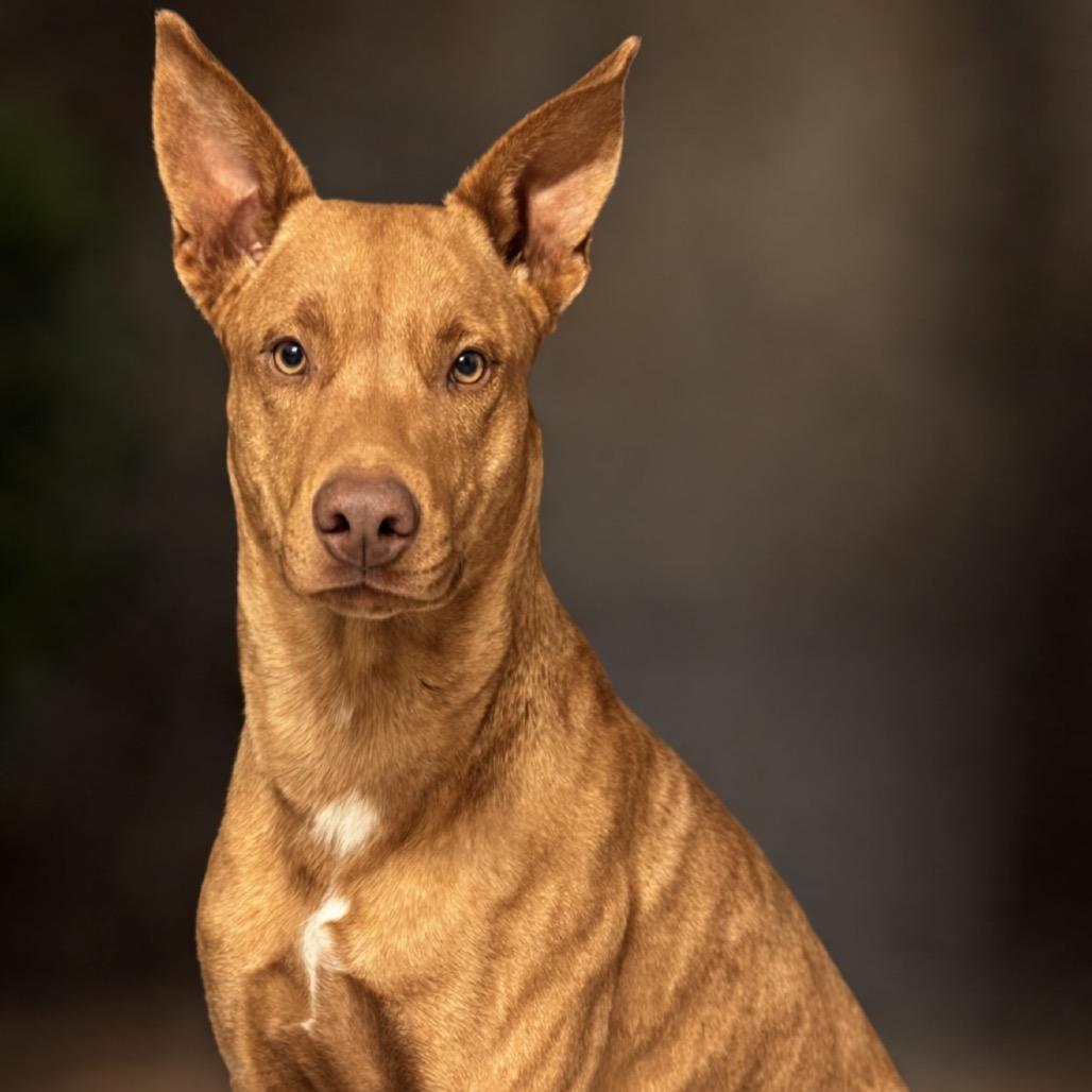 Enlarge Scooby, a Adoptable Mixed Breed in Midland, TX image 1/1