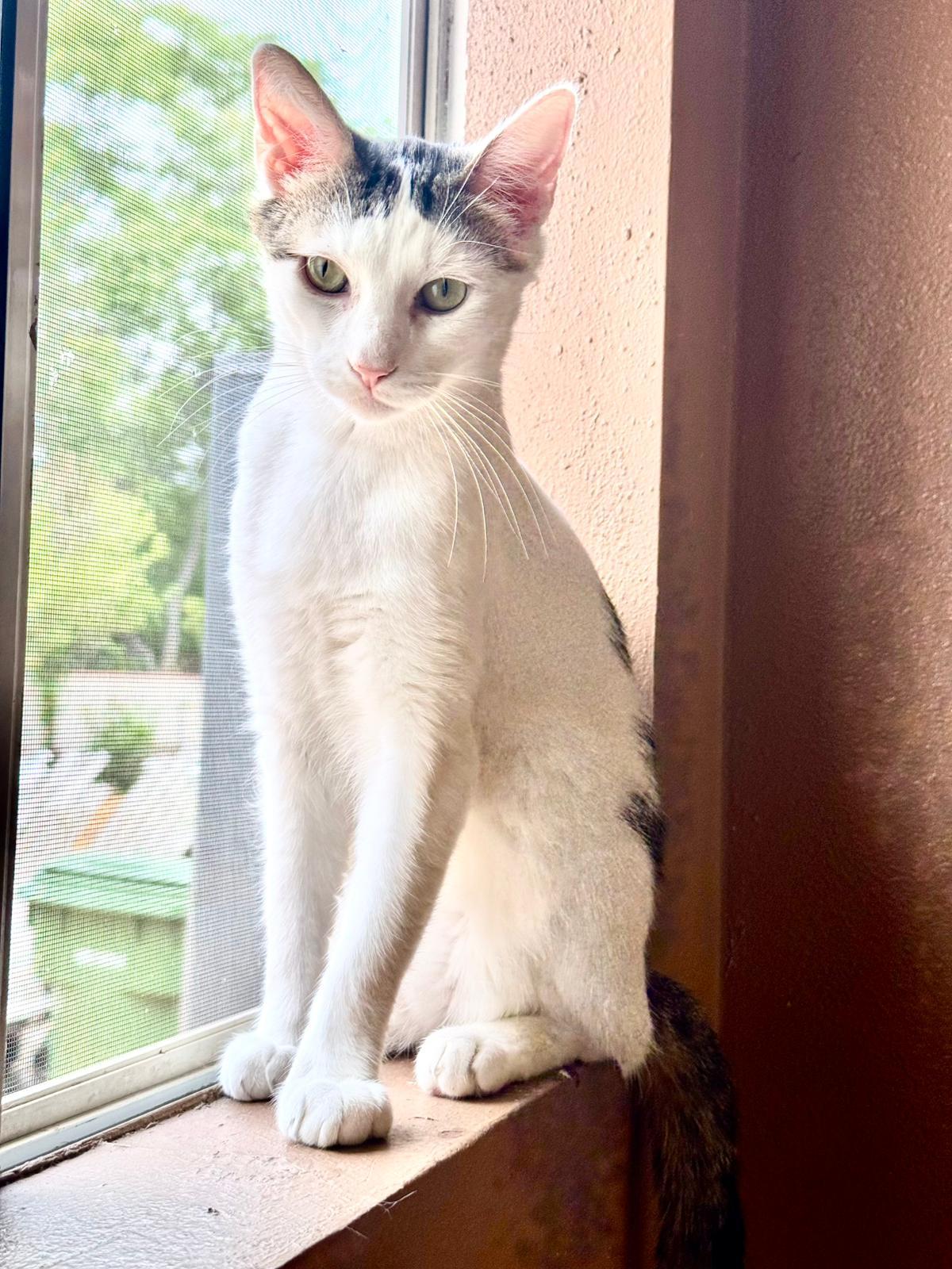 Enlarge Teddy, a Adoptable Domestic Short Hair in Santa Monica, CA image 3/6