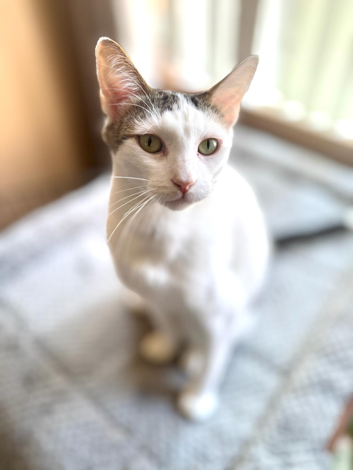 Enlarge Teddy, a Adoptable Domestic Short Hair in Santa Monica, CA image 2/6