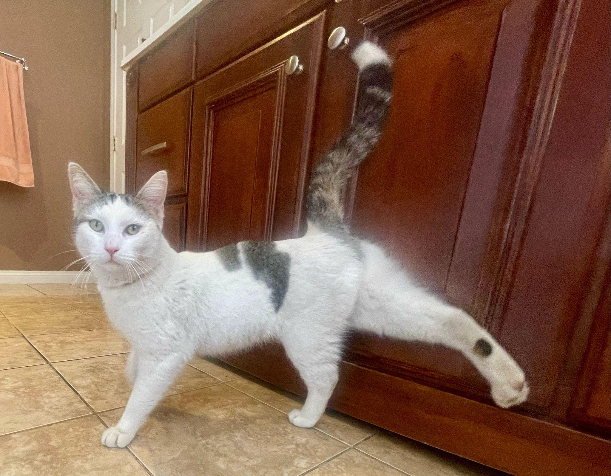 Enlarge Teddy, a Adoptable Domestic Short Hair in Santa Monica, CA image 6/6