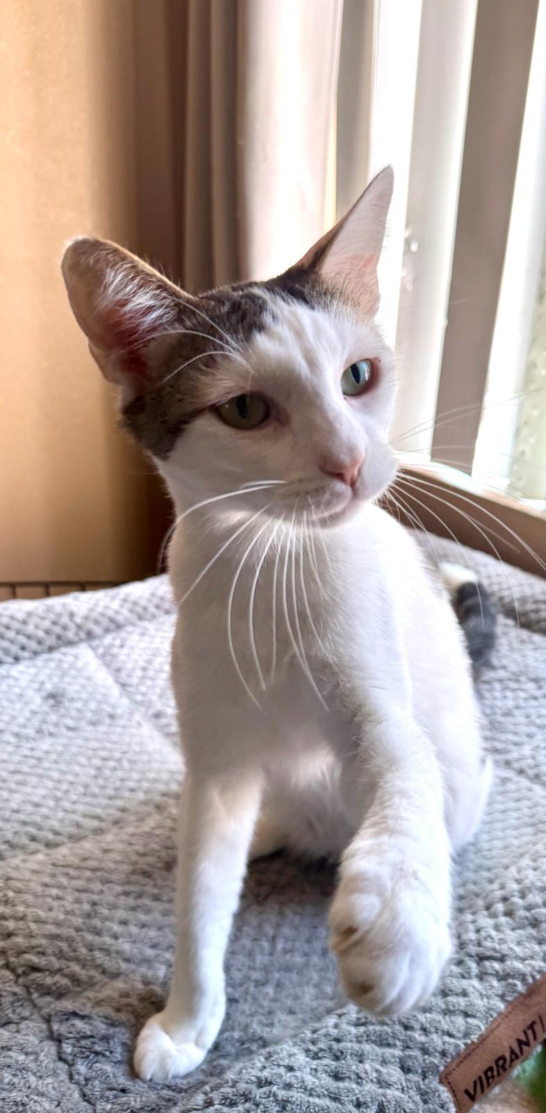 Teddy, Adoptable, Young Male Domestic Short Hair.