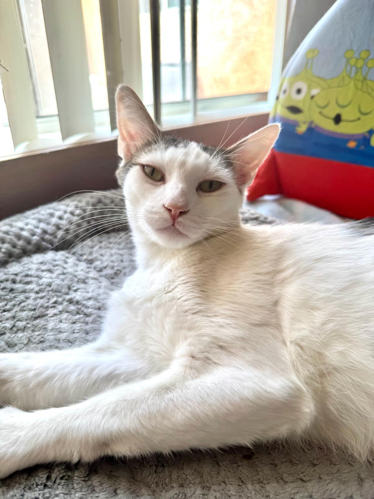 Enlarge Teddy, a Adoptable Domestic Short Hair in Santa Monica, CA image 4/6