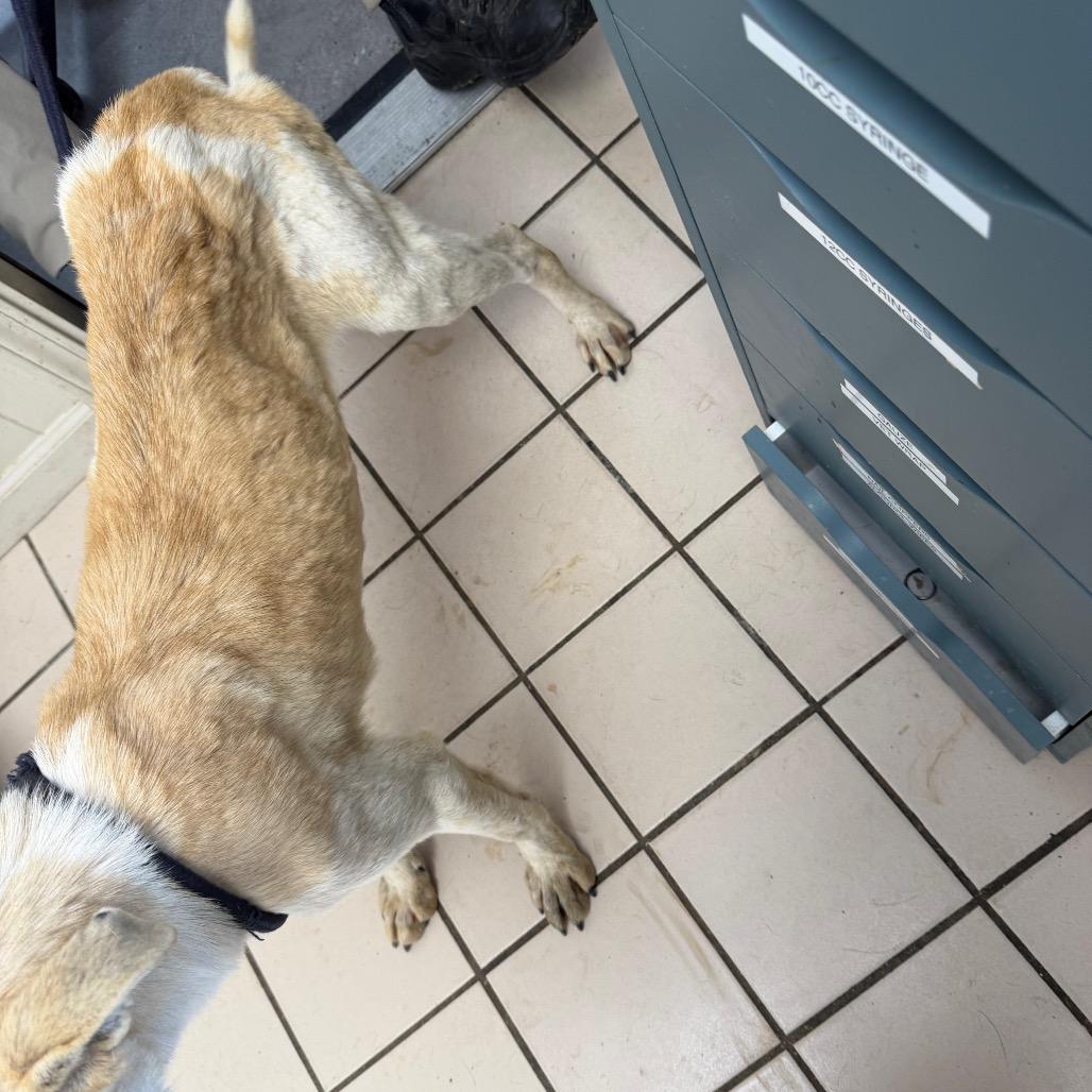 TUSC-Stray-83524 — thumbnail 2