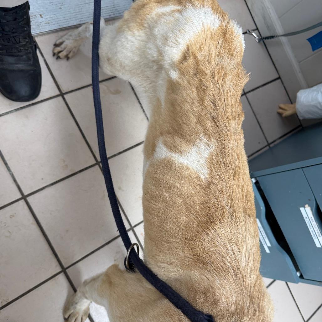 TUSC-Stray-83524 — thumbnail 3